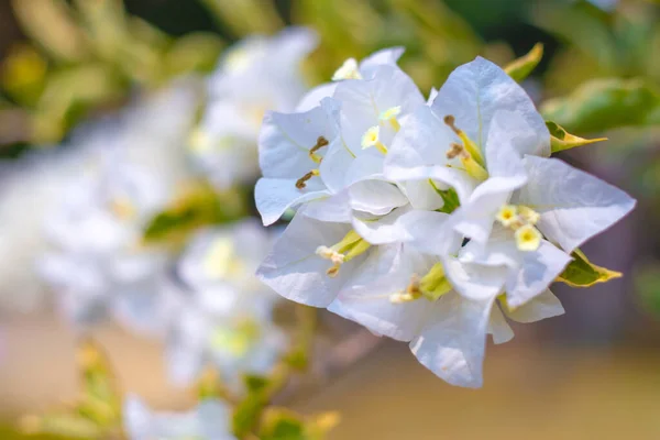 Weiße Bougainvillea Blüten Tropischen Gärten Dekoratives Element Zur Dekoration — Stockfoto