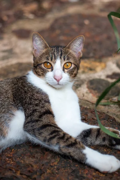 Jovem Gato Branco Marrom Encontra Caminho Rua Olhando Para Câmera — Fotografia de Stock