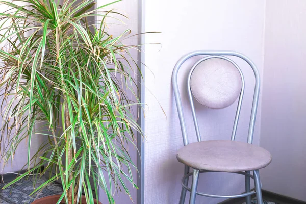 Domácí Interiér Pokoje Židle Zelená Vnitřní Květina Dracaena Útulné Místo — Stock fotografie