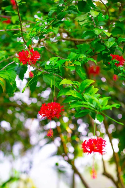 Lebendige Rote Tropische Blumen Grünem Garten Natur Asien — Stockfoto