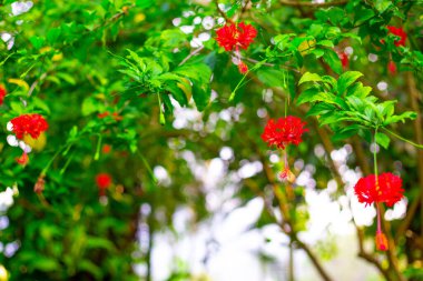 Yeşil bahçede canlı kırmızı tropikal çiçekler, Asya doğası