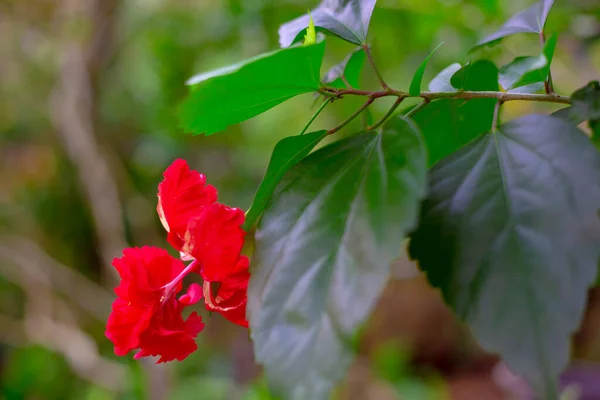 Bright Red Chinese Rose Flower Green Bush Tropical Plants Blurred — Stock Photo, Image