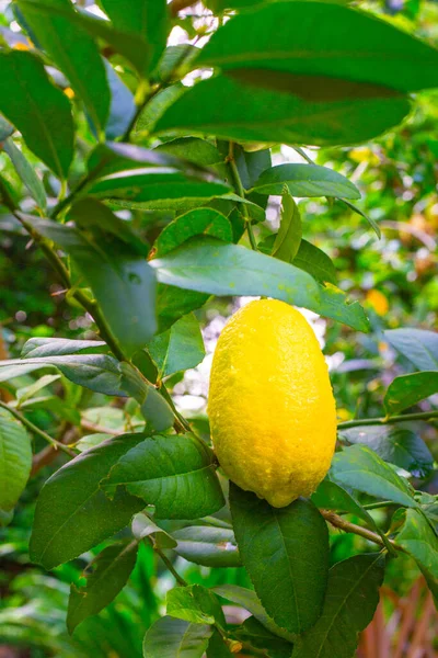 Citron Jaune Vif Pousse Sur Arbre Dans Jardin Tropical Fruit — Photo