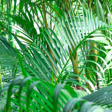 yeşil tropikal avuç arkaplanı, metin şablonu, yazdırma