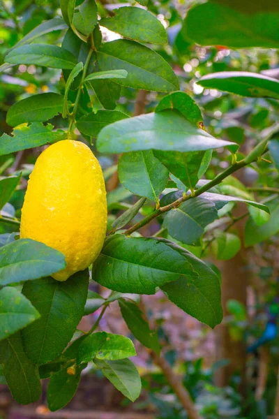 Jasnożółta Cytryna Rośnie Drzewie Tropikalnym Ogrodzie Kwaśne Owoce Bogate Witaminę — Zdjęcie stockowe