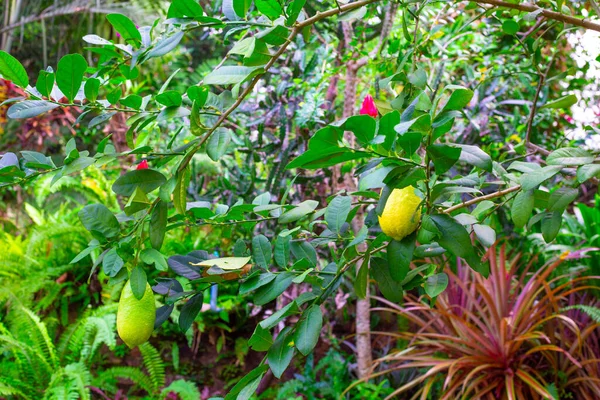 Bright Green Background Yellow Lemon Fruits Tree Tropical Garden — Stock Photo, Image