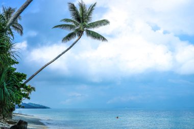 Asya 'da bulutlu bir günde suyun üzerindeki tropikal palmiye ağacı
