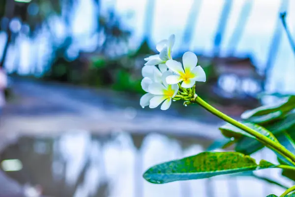 タイの熱帯性プルメリアの花は背景がぼやけていて — ストック写真