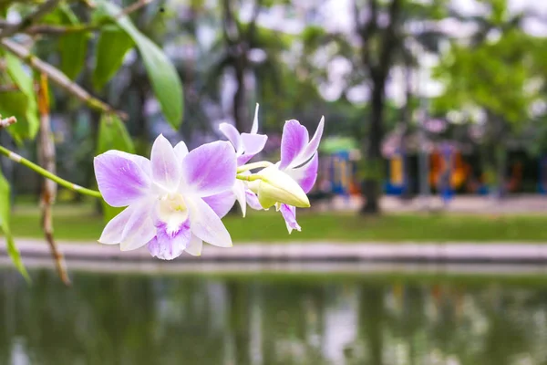 Tropikalne Orchidee Nad Jeziorem Niewyraźne Tło — Zdjęcie stockowe