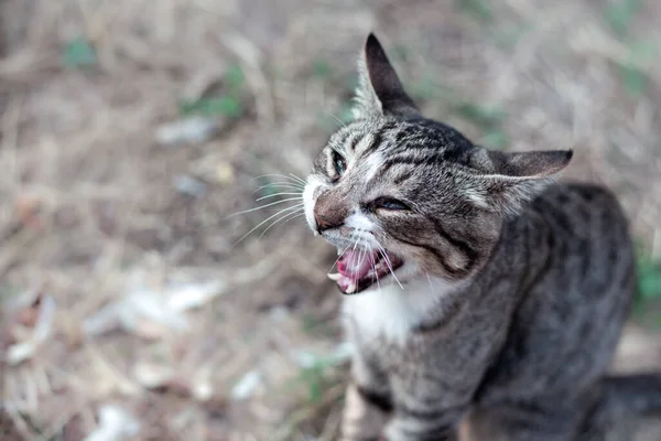 굶주린 줄무늬 고양이가 먹이를 있습니다 — 스톡 사진