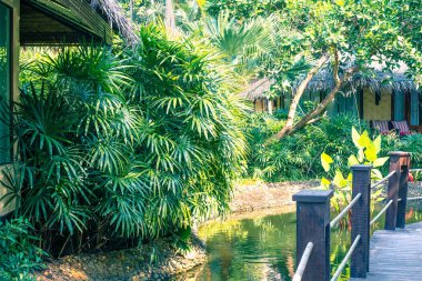 Otel parkındaki bitki örtüsü, tasarım çözeltisi, tropik bitkilerle peyzaj.