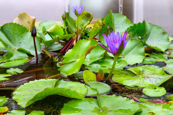Bunga Lily Terang Dengan Daun Hijau Atas Air — Stok Foto
