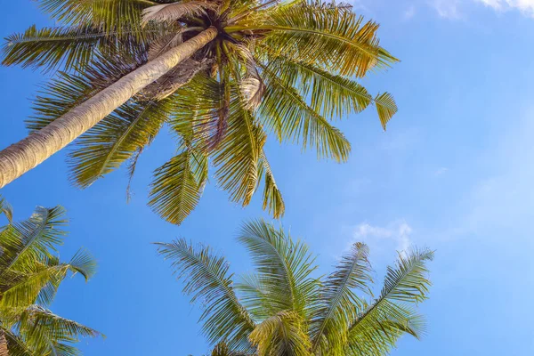 Palme Contro Cielo Blu Sfondo Estivo Dell Isola Tropicale — Foto Stock
