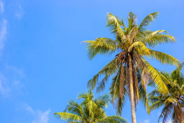 Palm Trees Blue Sky Summer Background Tropical Island — Stock Photo, Image