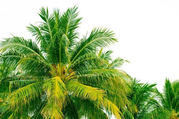 Tropické Zelené Palmy Bílém Pozadí — Stock fotografie