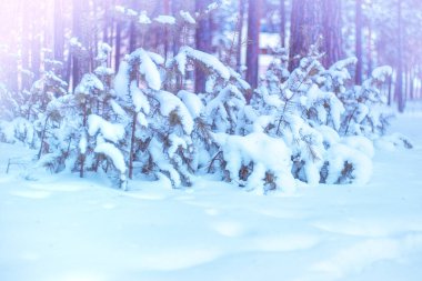 Ormandaki güzel kış manzarası Beyaz kar altında çam ağaçları