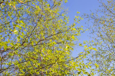 mavi gökyüzüne karşı ağaçta yeşil yapraklar