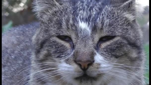 O focinho de um gato cinza sonolento fecha-se, guinchos e mexe as orelhas — Vídeo de Stock