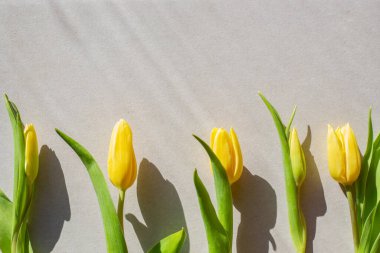 Gri arka planda sarı laleler, güneş ışınlarıyla aydınlatılıyor. Uzayı üste kopyala. Orijinal tebrikler. Şablon, düz yatak, kartpostal.