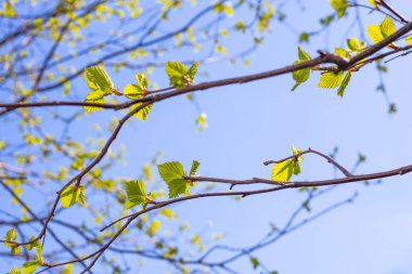 Genç yeşil yapraklar bir ağaç dalında güneşli bir bahar gününde mavi gökyüzünün arka planına karşı. Huş ağacı çiçek açıyor..
