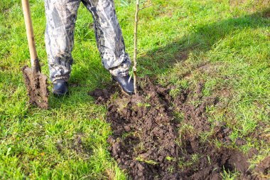 Meyve fideleri dikiyorum. Baharda, bir adam bahçeye genç bir meyve ağacı diker, toprağı ezer..