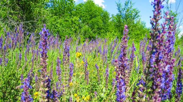 bright blue wildflowers on a forest lawn, nature of Russia, summer flora