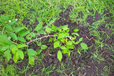 Toprağa taze ahududu tohumu, en iyi görüntü. Sonbaharda bahçeye bitki ekme..