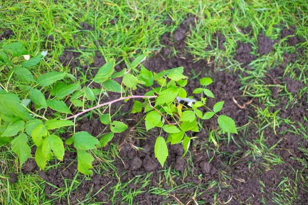 Toprağa taze ahududu tohumu, en iyi görüntü. Sonbaharda bahçeye bitki ekme..