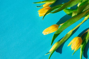 Mavi arka planda sarı laleler, zıt gölgeler. Kartpostal, kadınlar için tebrikler..