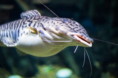 Akvaryumdaki büyük çizgili yayın balığı, okyanusun faunası.