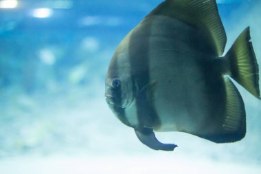 Deniz suyunda çizgili büyük sarı yuvarlak balık yüzer. Rusya 'da bir akvaryumda balık gözlemleme