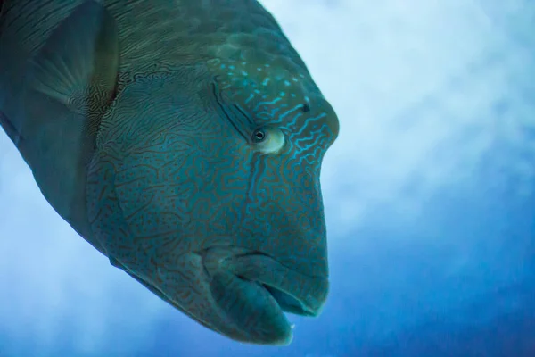 A large fish with huge eyes and a head swims in sea water. Observation of fish in an aquarium in Russia