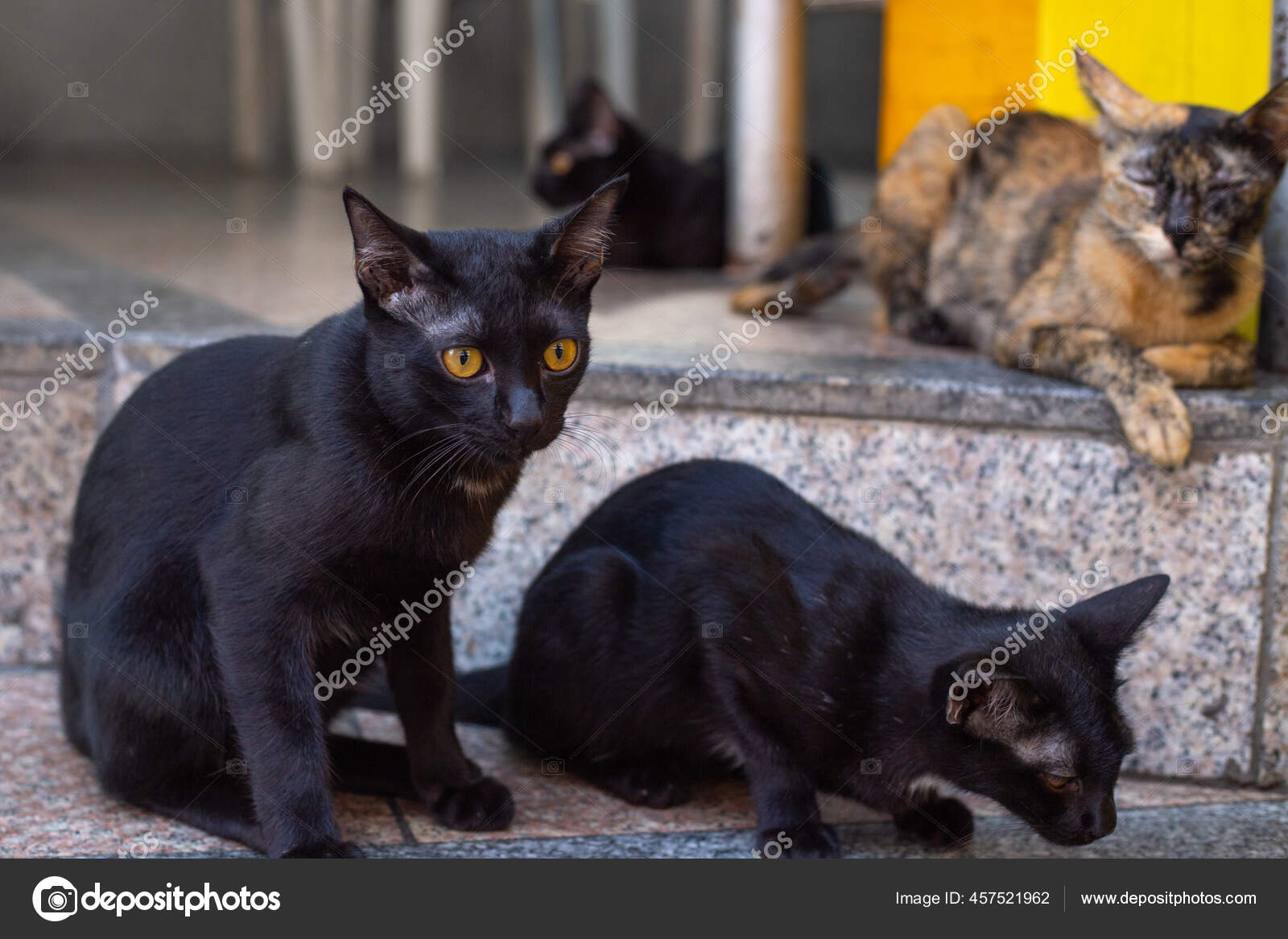 Pet On Stairs Stock Photos Royalty Free Pet On Stairs Images Page 2 Depositphotos Pet On Stairs Stock Photos Royalty Free Pet On Stairs Images Page 2 Depositphotos