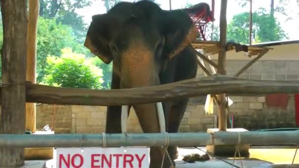 A large elephant in an elephant nursery moves its head and trunk from side to side. Funny animals of Asia — Stock Video