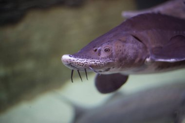 Büyük mersin balığı suda yüzer, camların arkasında bir akvaryumda.