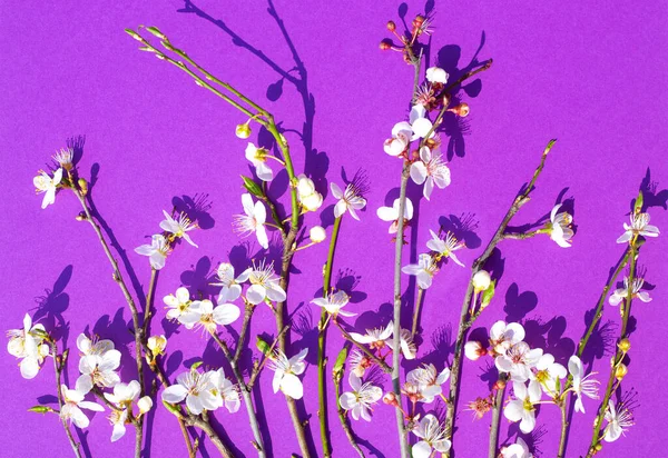 Composição Primavera Galhos Com Sakura Branca Florescente Fundo Lilás Papel — Fotografia de Stock