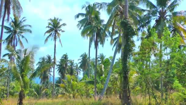 Днем кокосовая роща против неба, на ветру качаются листья пальм. — стоковое видео