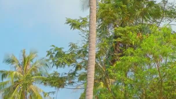 Cableado desde abajo hacia arriba el tronco de un cocotero con cocos contra un cielo azul durante el día. Viajes y turismo. — Vídeos de Stock