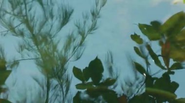 Güzel su manzarası. Berrak sudaki tropikal ağaçların yansıması, dalgalanmalarla bozulmuş. Su yüzeyi arka planı.