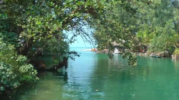 美しい水の風景。緑の熱帯の木々に囲まれた川は海に流れ込む。. — ストック動画