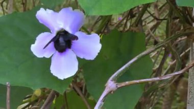 Büyük siyah bir Tayland yaban arısı leylak allamanda çiçeğinin üzerinde oturur ve nektar içer. Tayland doğası