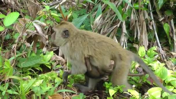 O macaco caminha com um filhote, que se senta com as patas presas na barriga das mães. Vida animal na natureza. — Vídeo de Stock