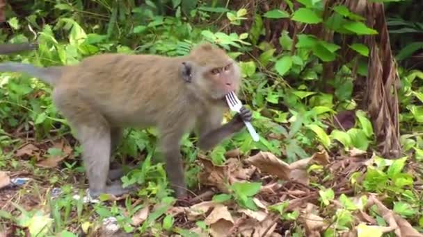 Makaická opice našla v trávě plastovou vidličku a olízla ji. Znečištění přírody, nebezpečí pro svět zvířat. — Stock video