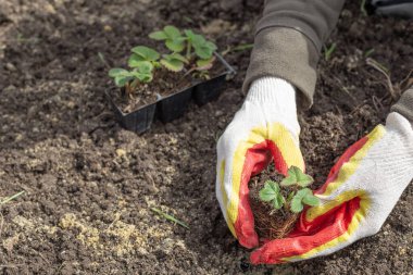 Eldivenli bir kadın, ekilmek üzere hazırlanmış genç bir çilek fidanını tutuyor. Bahçıvanlık ve bahçıvanlık.