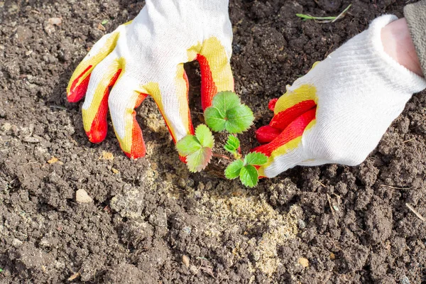 A woman gardener is planting strawberries in the ground. Gloved female hands drip a small strawberry seedling into the damp earth.