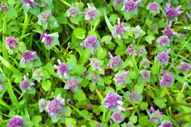 Yeşil çimenlerin arka planında mor ısırgan otu çiçekleri. Parlak bahar arkaplanı.