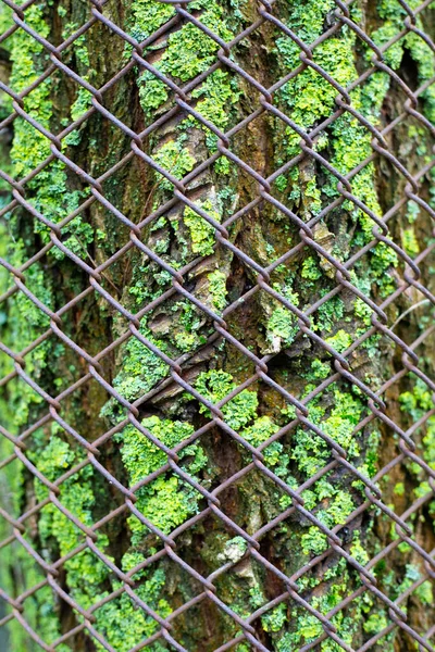 绿色苔藓覆盖的老树树皮的背景 在金属网篱笆后面 环境保护 — 图库照片