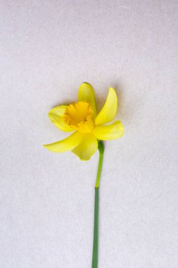 Gri arka planda güzel bahar sarısı nergis çiçeği, yumuşak odak.