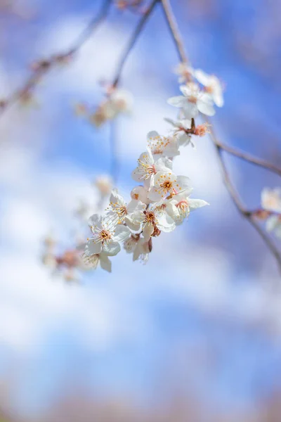Branch Blossoming Sakura Background Blue Sky Spring Sunny Day — Stock Photo, Image