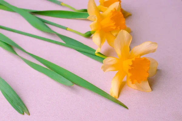 Schöne Frühlingshafte Gelbe Blumen Narzissen Auf Rosa Hintergrund Weicher Fokus — Stockfoto